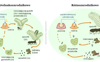 Rozmnażanie paproci: Cykl życia i proste metody domowe