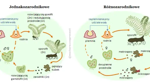 Rozmnażanie paproci: Cykl życia i proste metody domowe