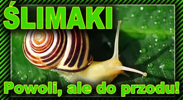 Jak ślimaki się rozmnażają? Odkryj fascynujący proces ich życia